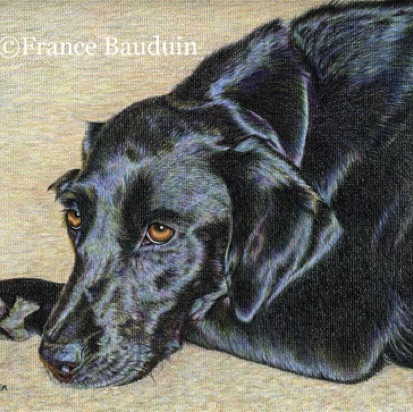 Black Labrador - 25 hours
Daler-Rowney Pastel Paper
9" x 12" Black Labrador - 25 hours
Daler-Rowney Pastel Paper
9" x 12"
